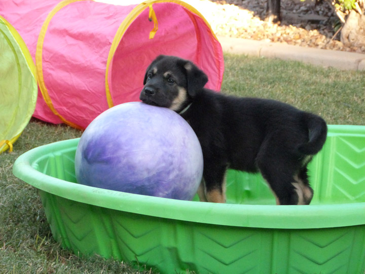 chinook dog